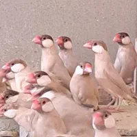 فنج نرگسی شکلاتی. ، طوطی عروس هلندی