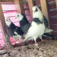 جوجه کبوتر ابلغ