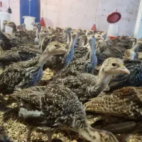 جوجه بوقلمون 28 روزه برنز و بوربن وزن بین500تا600گ