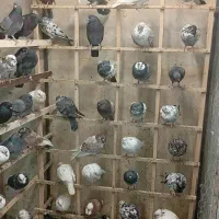 کبوتر پرشی عروس هلندی