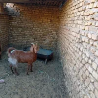 گوسفند