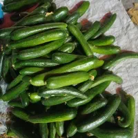 خیارتازه