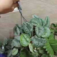 گل و گیاه آپارتمانی|گل و گیاه طبیعی|رشت, پل تالشان|دیوار