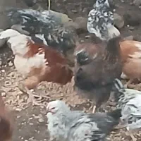 فروش مرغ وخروس ارگانیک محلی|حیوانات مزرعه|چوبر, |دیوار