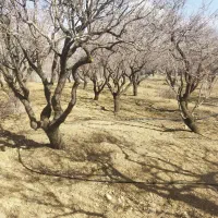 باغ سند دار|فروش زمین و ملک کلنگی|شاهینشهر, فردوسی|دیوار