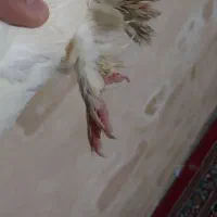 کبوتر سفید پا پری|پرنده|شاهین دژ, |دیوار