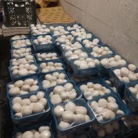 استخدام خانم یا آقا دارای اتومبیل شخصی صندوق دار