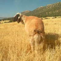 قوچ اصیل سنجابی