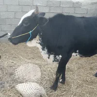 گاو فروشی برای مالداری