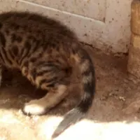 گربه خانگی|گربه|یزد, |دیوار
