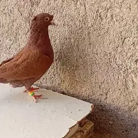 سرخ کرمانی کاکل|پرنده|تربتحیدریه, بی بی حسنیه|دیوار