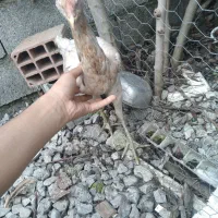 سه عدد لاری نژاد دار|حیوانات مزرعه|چالوس, |دیوار