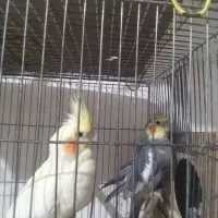 عروس هلندی سهره اهوازی