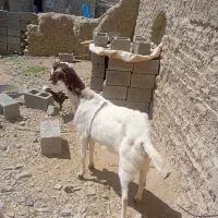 بزبچه دوقلوزا قیمت 25پاچن نرخوب