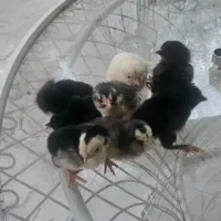 تخم مرغ گلین ریشو نطفه دار|حیوانات مزرعه|شهریار, رزکان|دیوار