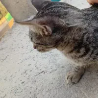 گربه