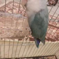 طوطی برزیلی|پرنده|کرج, اصفهانیها|دیوار