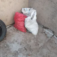 کودکبوتر سه گونی