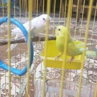 مرغ عشق|پرنده|بروجرد, |دیوار