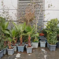 فروش|خدمات باغبانی و درختکاری|تهران, شهرک آتی شهر|دیوار