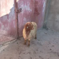 میش|حیوانات مزرعه|خرم‌آباد, |دیوار