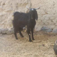 گوسفند (تروشت)