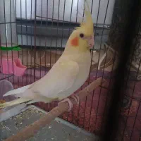 عروس هلندی ..