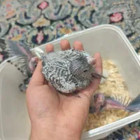 جوجه عروس هلندی|پرنده|شیراز, کوشک میدان|دیوار