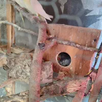 عروس هلندی|پرنده|نگین شهر, |دیوار