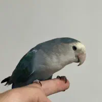 طوطی برزیلی جفت(دستی)|پرنده|جوانرود, |دیوار