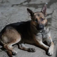 سگ نر ژرمن ورک لاین