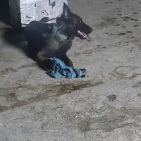 مالینویز نر