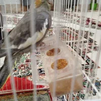 عروس هلندی