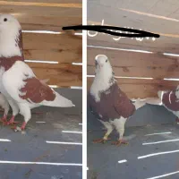 سه جفت کفتر ناب