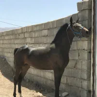 کره مادیان دوساله از طوفان کیانی