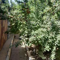 چهار دیواری