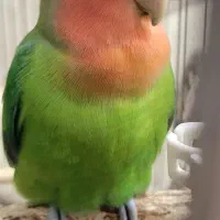 طوطی برزیلی|پرنده|دزفول, |دیوار