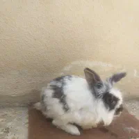 خرگوش خارجی|موش و خرگوش|سردشت, |دیوار