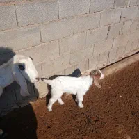 بز گلابی اصل|حیوانات مزرعه|ماهیدشت, |دیوار