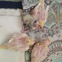 چهارعددجوجه عروس