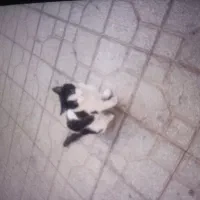گربه ناز