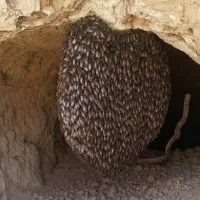 عسل کوهی