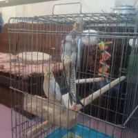 عروس هلندی لوتینو|پرنده|رزن, |دیوار