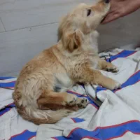 سگ پاکوتا|سگ|مهریز, |دیوار