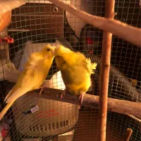 مرغ عشق|پرنده|اهواز, حصیرآباد|دیوار