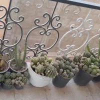 گل کاکتوس|گل و گیاه طبیعی|هشتگرد, مدرس|دیوار