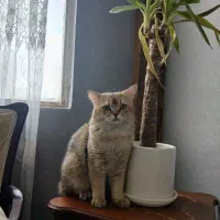 دوعدد گربه نژاد دار