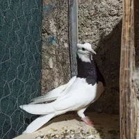 کبوتر طوقی