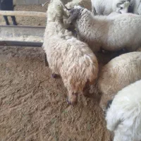 بره نر