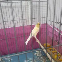 قناری ماده اماده اماده